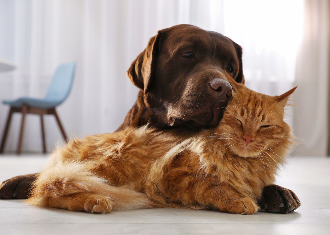 Dog and cat.